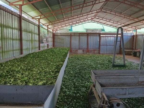 Cooperativa Agraria Amaybamba - Imagen 3